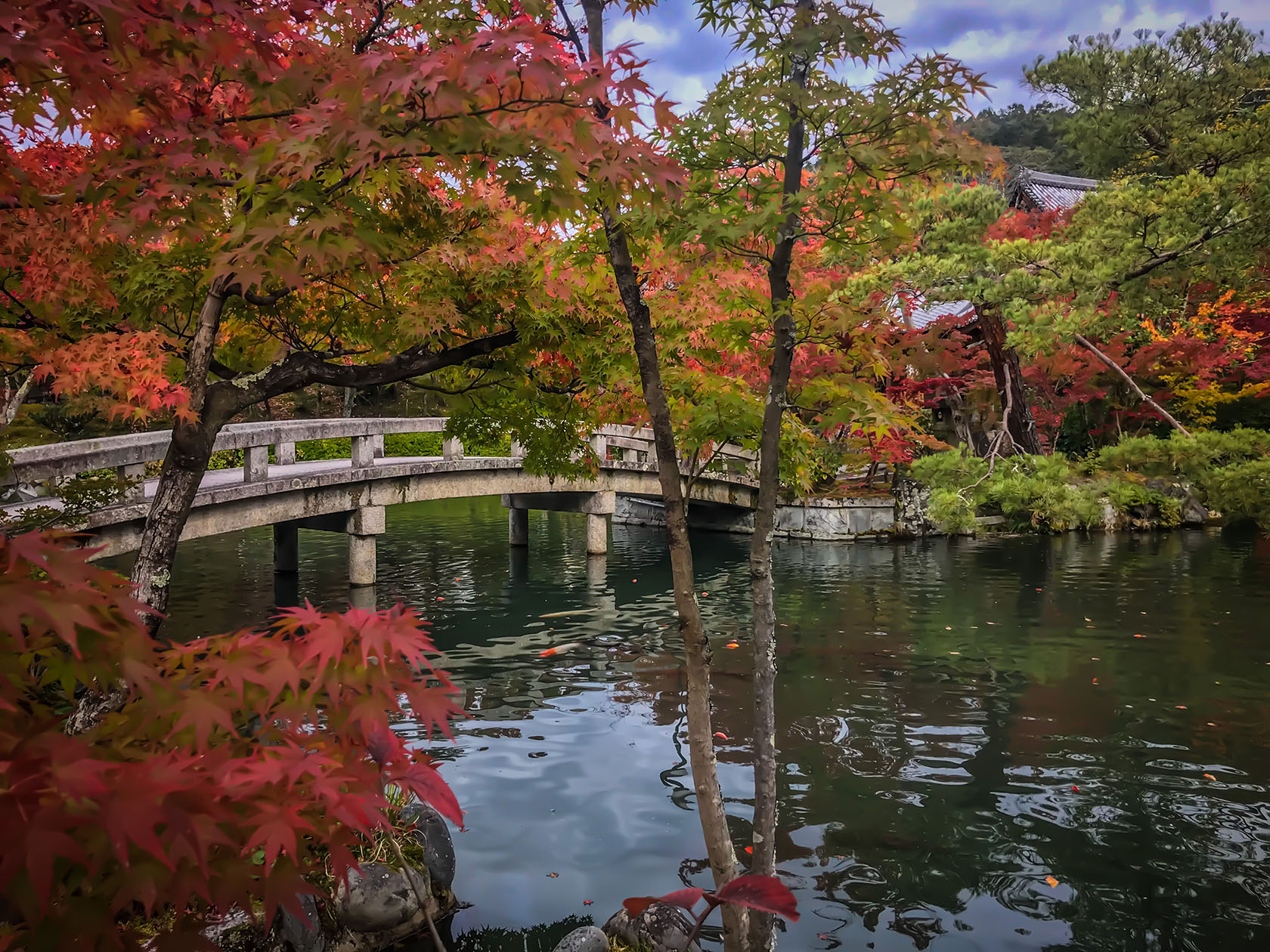 autumn leaves - Kyoto